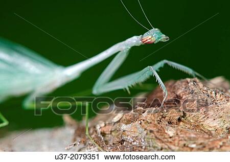 Stock Image - New born praying mantis. Image taken at Kampung Skudup, Sarawak, Malaysia.. Fotosearch