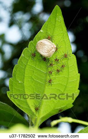 New born spiders. Image taken at Kampung Satau, Singai, Sarawak, Malaysia. View Large Photo Image Stock Image - New born spiders. Image taken at Kampung Satau, Singai, Sarawak, Malaysia.. Fotosearch