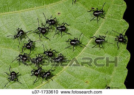 New born stink bugs. Image taken at Kampung Skudup, Sarawak, Malaysia. View Large Photo Image Stock Image - New born stink bugs. Image taken at Kampung Skudup, Sarawak, Malaysia.. Fotosearch