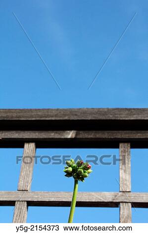 new flower buds growing in garden with blue sky View Large Photo Image Stock Image - new flower buds growing in garden with blue sky. Fotosearch