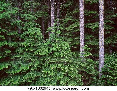 Stock Photography - New spring growth of western hemlock saplings and long straight trunks of mature noble fir, Willamette National Forest, Oregon, USA. Fotosearch