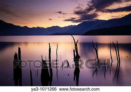 Stock Photograph - New Zealand, Fiordland, Fiordland National Park The flooded remnants of trees pierce the tranquil waters of Lake Monowai. Fotosearch