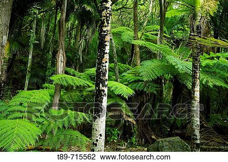 New Zealand, Haast Valley, Westland, Soft Tree Fern Forest, Cyathea smithii View Large Photo Image Stock Image - New Zealand, Haast Valley, Westland, Soft Tree Fern Forest, Cyathea smithii. Fotosearch