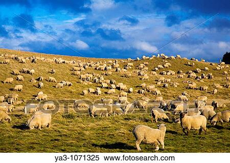 New Zealand, Otago, Sheep Farm New Zealand sheep grazing in a farm field located in Otago near Moeraki View Large Photo Image Stock Photography - New Zealand, Otago, Sheep Farm New Zealand sheep grazing in a farm field located in Otago near Moeraki. Fotosearch