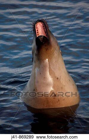 New Zealand sea lion (Phocarctos hookeri) female, Campbell Island, New Zealand, Sub-Antarctic islands View Large Photo Image Stock Photo - New Zealand sea lion (Phocarctos hookeri) female, Campbell Island, New Zealand, Sub-Antarctic islands. Fotosearch