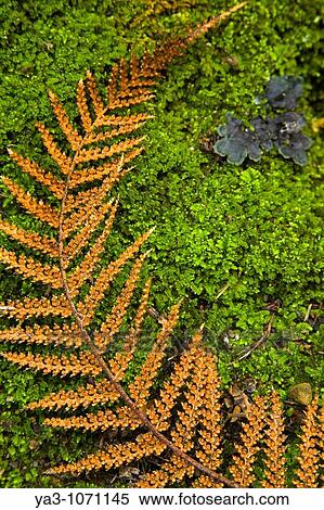 New Zealand, Southland, The Catlins Detail view of a fern on a bed of moss, in the Catlins Forest Park near the town of Papatowai View Large Photo Image Stock Photography - New Zealand, Southland, The Catlins Detail view of a fern on a bed of moss, in the Catlins Forest Park near the town of Papatowai. Fotosearch