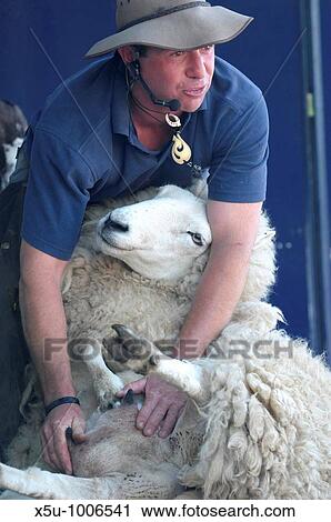 New Zealander Stuart Barnes of the Sheep Show demonstrates sheep shearing Turriff Agricultural Show, Aberdeenshire August 2009, one of Scotland's largest rural shows FAO DEan Murray View Large Photo Image Stock Image - New Zealander Stuart Barnes of the Sheep Show demonstrates sheep shearing Turriff Agricultural Show, Aberdeenshire August 2009, one of Scotland's largest rural shows FAO DEan Murray. Fotosearch