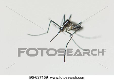 Newborn female Asian Tiger Mosquito (Aedes albopictus) resting at the water surface, Spain View Large Photo Image Stock Photo - Newborn female Asian Tiger Mosquito (Aedes albopictus) resting at the water surface, Spain. Fotosearch