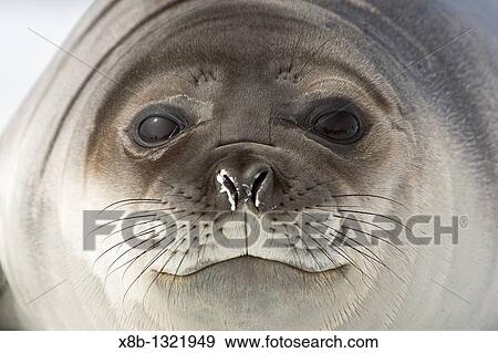 Newborn southern elephant seal Mirounga leonina on the beach at President Head on Snow Island in the South Shetland Island Group, Antarctica View Large Photo Image Stock Photo - Newborn southern elephant seal Mirounga leonina on the beach at President Head on Snow Island in the South Shetland Island Group, Antarctica. Fotosearch