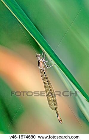 Newly emerged Blue-tailed Damselfly, Ischnura elegans Male hangs on grass Body is still changing color as it develops View Large Photo Image Stock Image - Newly emerged Blue-tailed Damselfly, Ischnura elegans Male hangs on grass Body is still changing color as it develops. Fotosearch