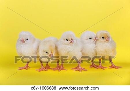 Stock Photo - newly hatched Dayold Chicks in a row on yellow background. Fotosearch