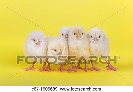 newly hatched Dayold Chicks in a row on yellow background View Large Photo Image Stock Photo - newly hatched Dayold Chicks in a row on yellow background. Fotosearch
