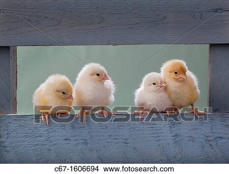 newly hatched Dayold Chicks in blue shed View Large Photo Image Picture - newly hatched Dayold Chicks in blue shed. Fotosearch