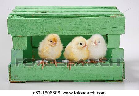 newly hatched Dayold Chicks in green box View Large Photo Image Stock Photograph - newly hatched Dayold Chicks in green box. Fotosearch