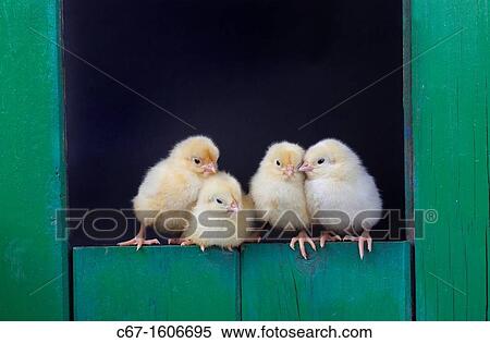 newly hatched Dayold Chicks in green shed View Large Photo Image Stock Photography - newly hatched Dayold Chicks in green shed. Fotosearch