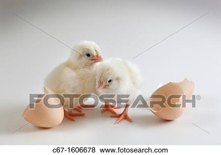 newly hatched Dayold Chicks View Large Photo Image Stock Photo - newly hatched Dayold Chicks. Fotosearch