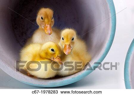 Newly Hatched Ducklings. View Large Photo Image Stock Image - Newly Hatched Ducklings.. Fotosearch