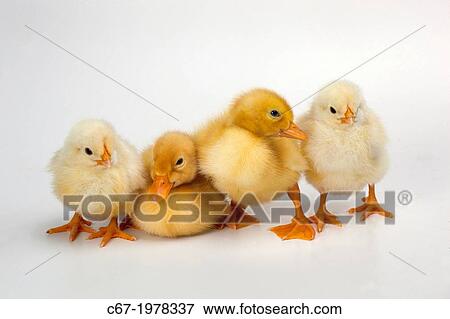 Newly Hatched Ducklings. View Large Photo Image Stock Photo - Newly Hatched Ducklings.. Fotosearch