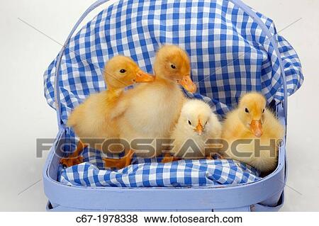 Newly Hatched Ducklings. View Large Photo Image Stock Photo - Newly Hatched Ducklings.. Fotosearch