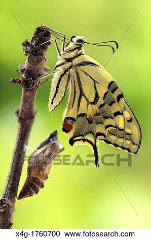 Newly hatched swallowtail butterfly Papilio machaon View Large Photo Image Stock Image - Newly hatched swallowtail butterfly Papilio machaon. Fotosearch
