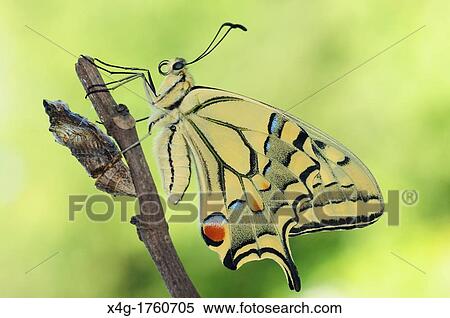 Stock Photography - Newly hatched swallowtail butterfly Papilio machaon. Fotosearch