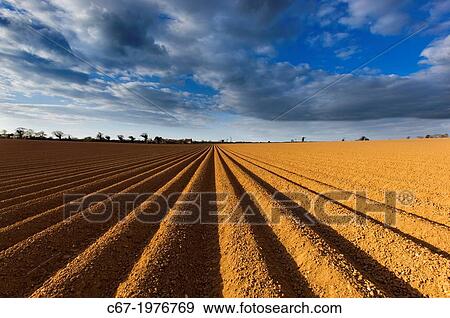 Newly planted potato field at Sidestrand Norfolk. View Large Photo Image Stock Photo - Newly planted potato field at Sidestrand Norfolk.. Fotosearch