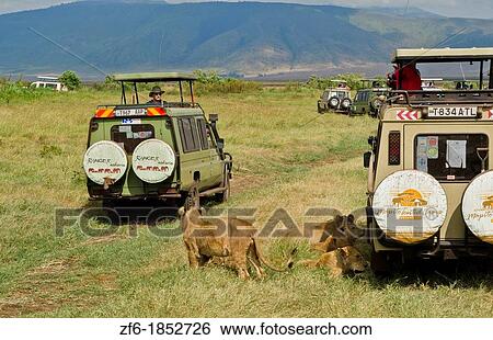 Ngorongoro Conservation Park Tanzania Africa exciting lion encounter resting below vehicle van shade close up with tourists taking pictures fun View Large Photo Image Stock Photograph - Ngorongoro Conservation Park Tanzania Africa exciting lion encounter resting below vehicle van shade close up with tourists taking pictures fun. Fotosearch