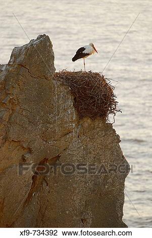 Stock Image - Nido de cig? ea blanca en acantilado marino. Cabo Sardao. Costa Vicentina. Portugal. Fotosearch