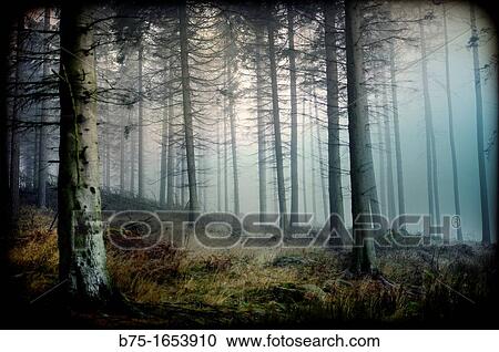 niebla, bosque, arboles, naturaleza, inspiraci? n, mist, forest, trees, nature, inspiration, View Large Photo Image Stock Image - niebla, bosque, arboles, naturaleza, inspiraci? n, mist, forest, trees, nature, inspiration,. Fotosearch