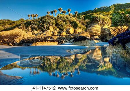 Nikau palms reflection, on beach at Woodpecker Bay, Punakaiki, Paparoa National Park, West Coast, New Zealand View Large Photo Image Stock Image - Nikau palms reflection, on beach at Woodpecker Bay, Punakaiki, Paparoa National Park, West Coast, New Zealand. Fotosearch