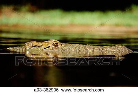 Nile Crocodile (Crocodilus niloticus). St Lucia Wetland Park, KwaZulu-Natal. South Africa. View Large Photo Image Stock Photograph - Nile Crocodile (Crocodilus niloticus). St Lucia Wetland Park, KwaZulu-Natal. South Africa.. Fotosearch