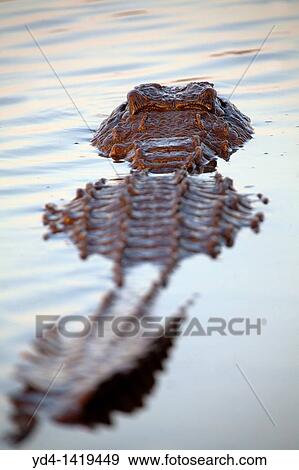 Nile crocodile Crocodylus niloticus, in the water, Kruger National Park, South Africa View Large Photo Image Stock Photo - Nile crocodile Crocodylus niloticus, in the water, Kruger National Park, South Africa. Fotosearch