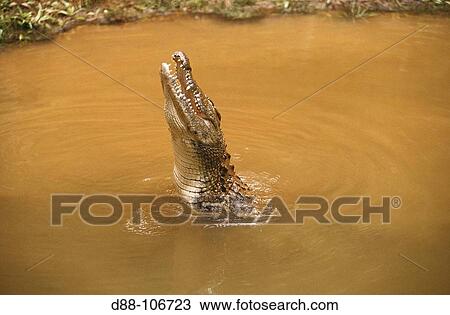Nile Crocodile (Crocodylus niloticus) View Large Photo Image Stock Image - Nile Crocodile (Crocodylus niloticus). Fotosearch