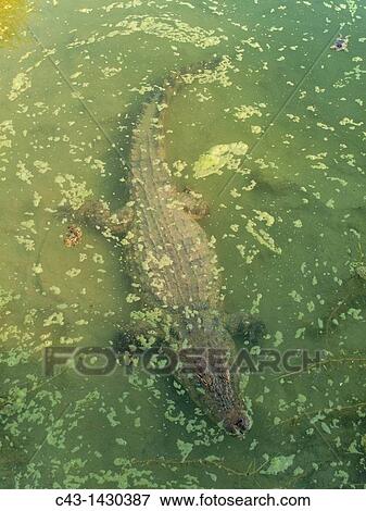 Nile Crocodile Crocodylus niloticus - In a pool Photographed in captivity Harnas Wildlife Foundation, Namibia View Large Photo Image Stock Photo - Nile Crocodile Crocodylus niloticus - In a pool Photographed in captivity Harnas Wildlife Foundation, Namibia. Fotosearch