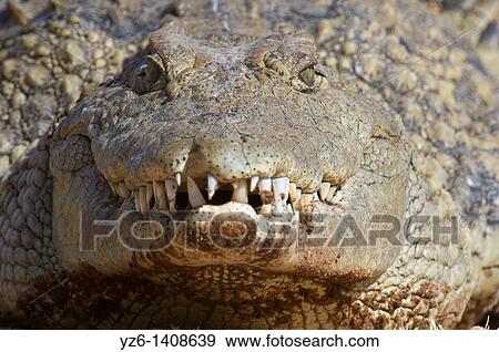 Stock Photo - Nile crocodile Crocodylus niloticus Kruger National Park South Africa. Fotosearch