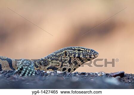 Nile Monitor Varanus Nilotictus In a riverbed Mashatu Game Reserve Tuli block, Botswana November 2010 View Large Photo Image Stock Photography - Nile Monitor Varanus Nilotictus In a riverbed Mashatu Game Reserve Tuli block, Botswana November 2010. Fotosearch
