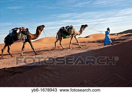 Stock Image - Nomad Berber with two dromedaries in the sand dunes of Erg Chigaga, Sahara Desert, Morocco. Fotosearch