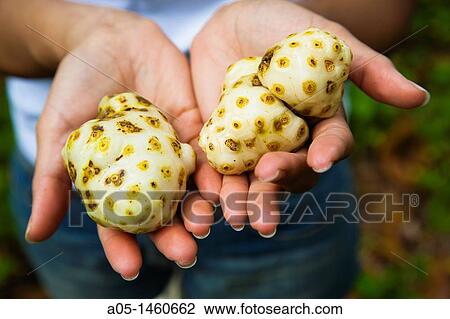 Stock Image - Noni fruit? Morinda citrifolia? Toni Beach Los Haitises National Park Samana Bay Dominican Republic Caribbean.. Fotosearch