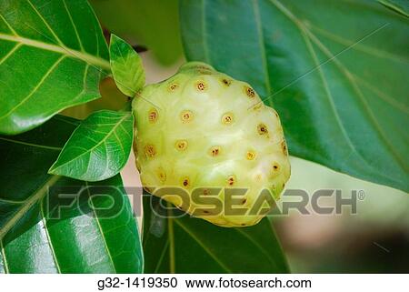 Noni (Morinda citrifolia) View Large Photo Image Stock Image - Noni (Morinda citrifolia). Fotosearch