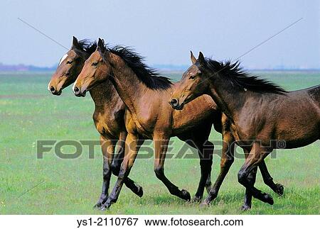 Nonius Horse Trotting through Puszta in Hungary. View Large Photo Image Stock Photo - Nonius Horse Trotting through Puszta in Hungary.. Fotosearch