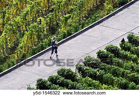 nordic walking, one person, Lavaux Vineyards, Lake Geneva Region, Swiss Riviera, Vaud, Switzerland View Large Photo Image Stock Image - nordic walking, one person, Lavaux Vineyards, Lake Geneva Region, Swiss Riviera, Vaud, Switzerland. Fotosearch