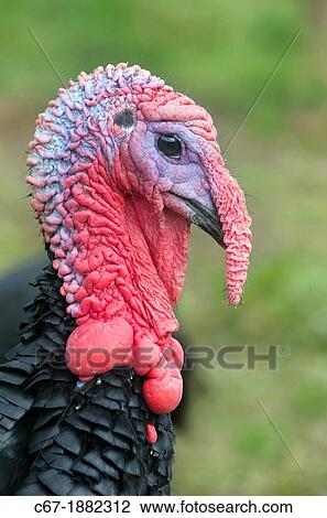 Norfolk Black Turkey Portrait View Large Photo Image Stock Image - Norfolk Black Turkey Portrait. Fotosearch