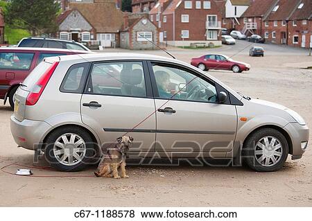 Norfolk Terrier View Large Photo Image Stock Photo - Norfolk Terrier. Fotosearch
