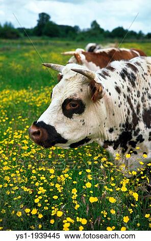 Stock Photography - Normandy Cow with Flowers, Calvados in Normandy.. Fotosearch