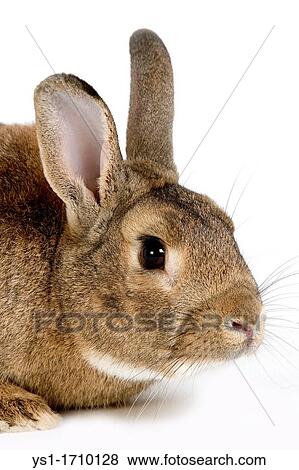 Normandy Domestic Rabbit, Adult standing against White Background View Large Photo Image Stock Photo - Normandy Domestic Rabbit, Adult standing against White Background. Fotosearch