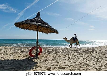 North Africa, Tunisia, Cape Bon, Hammamet. Camel for tourists walking on the beach. View Large Photo Image Stock Image - North Africa, Tunisia, Cape Bon, Hammamet. Camel for tourists walking on the beach.. Fotosearch