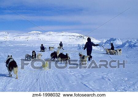 NORTH AMERICA, CANADA, NWT, BAFFIN ISLAND, NEAR IQALUIT, MEETING OF DOG TEAMS. View Large Photo Image Stock Image - NORTH AMERICA, CANADA, NWT, BAFFIN ISLAND, NEAR IQALUIT, MEETING OF DOG TEAMS.. Fotosearch