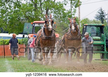 North America, Canada, Ontario, Meaford, draft horse pull at agricultural fair View Large Photo Image Stock Photograph - North America, Canada, Ontario, Meaford, draft horse pull at agricultural fair. Fotosearch