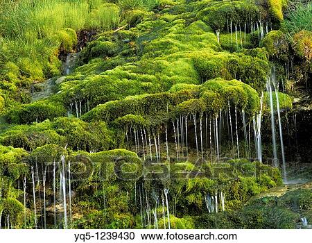 North America, Canada, Quebec, Gaspe Peninsula, Forillon National Park, moss, stream View Large Photo Image Stock Image - North America, Canada, Quebec, Gaspe Peninsula, Forillon National Park, moss, stream. Fotosearch