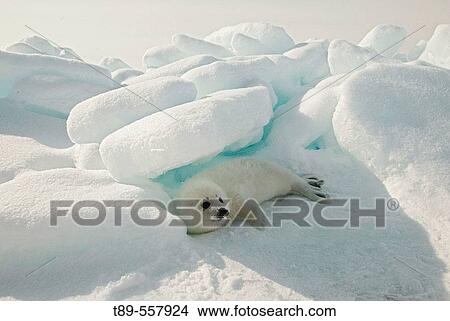 North America, Canada, Quebec, Iles de la Madeleine, harp seal (Phoca groenlandica) View Large Photo Image Picture - North America, Canada, Quebec, Iles de la Madeleine, harp seal (Phoca groenlandica). Fotosearch